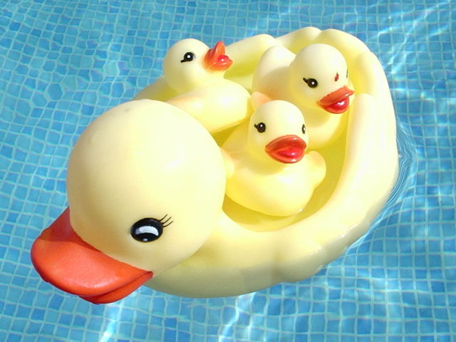 kachničky v bazénu.jpg