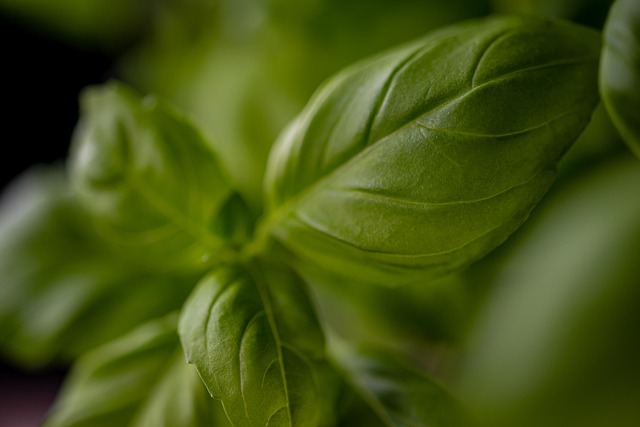 Kratom má různou podobu. 